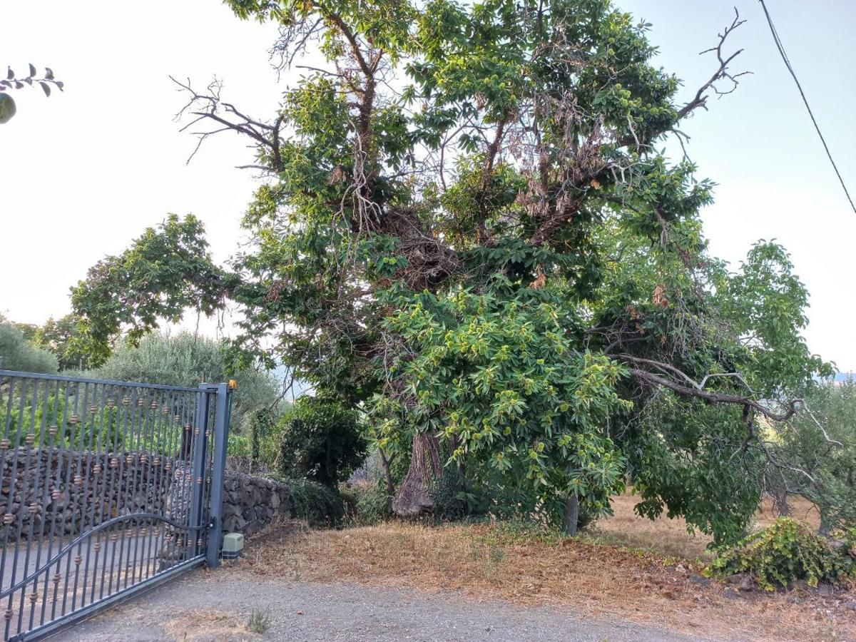 La Casa Di Bacco - Etna - Affitto Breve Holiday home *