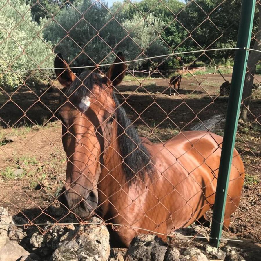 La Casa Di Bacco - Etna - Affitto Breve *