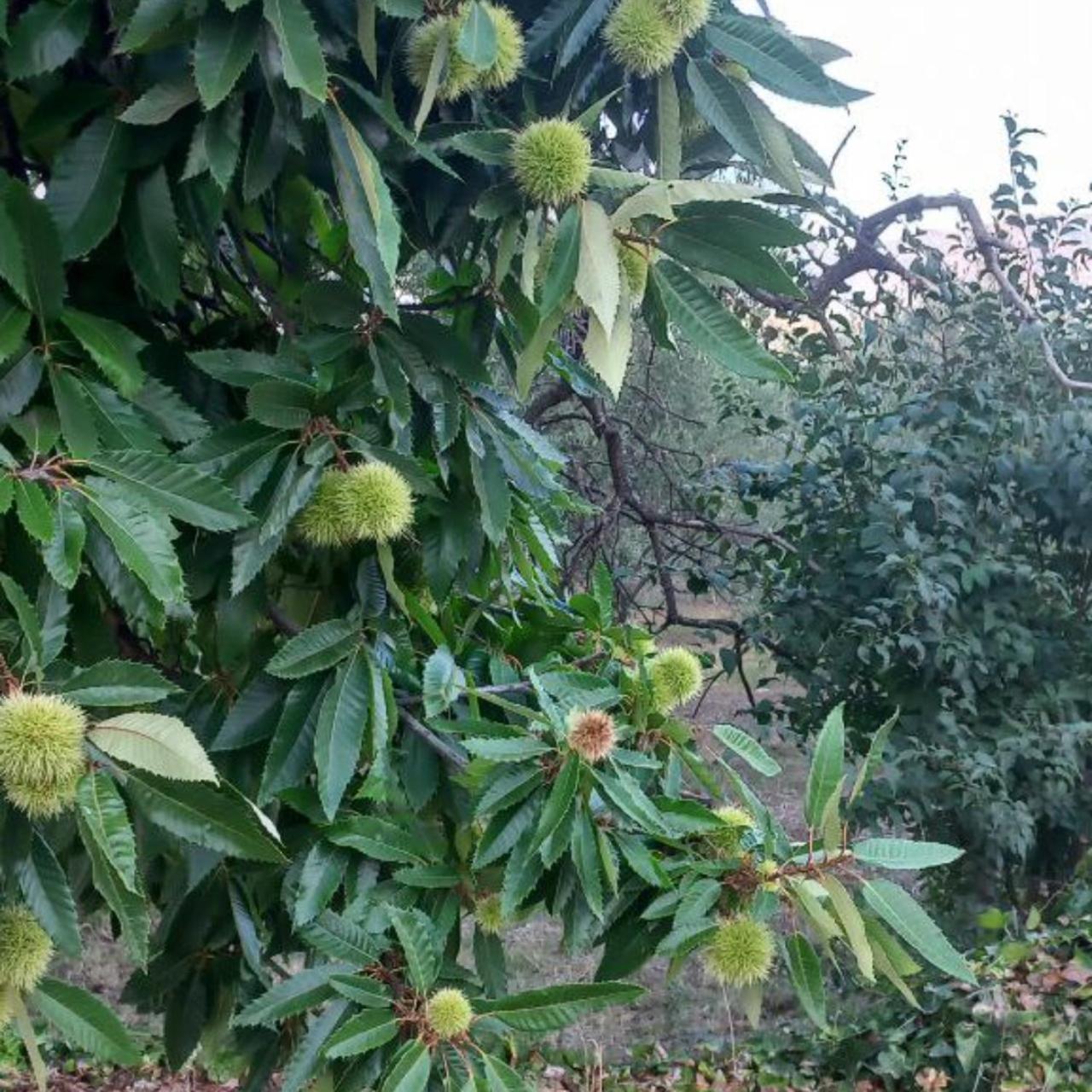 La Casa Di Bacco - Etna - Affitto Breve Casa vacanze Castiglione De Sicilia