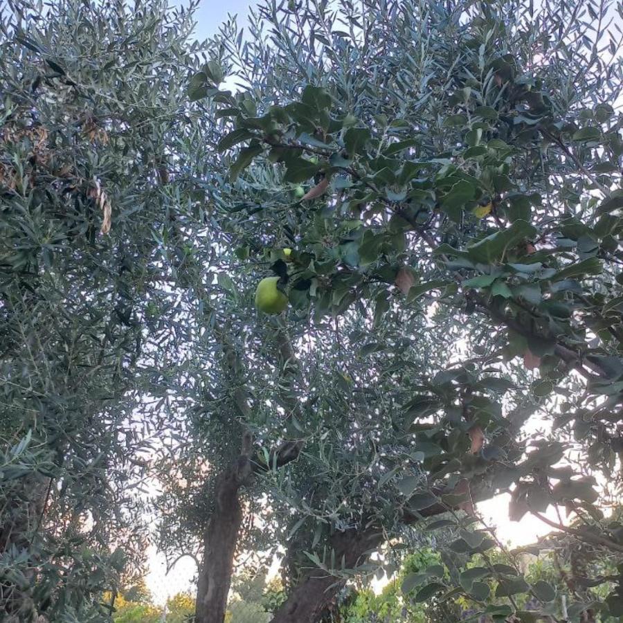 La Casa Di Bacco - Etna - Affitto Breve * Castiglione De Sicilia